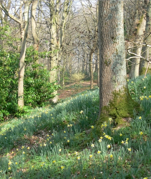 Bois des Moutiers (122) mars 2012